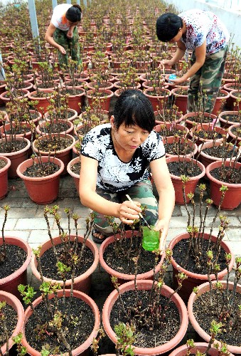 7月10日,花匠們給牡丹苗施肥。 河南省洛陽市神州牡丹園目前正在加緊催花牡丹的裝盆工作。在新建的奧運(yùn)會專用牡丹催花溫控房里,花匠們精心挑選牡丹苗,為北京奧運(yùn)會準(zhǔn)備禮儀用花。此次催花牡丹的品種主要有洛陽紅、胡紅、彩繪等。 新華社發(fā)(高山岳 攝)