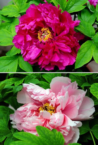 7月10日拍攝的盛開的催花牡丹(拼圖照片)。 河南省洛陽市神州牡丹園目前正在加緊催花牡丹的裝盆工作。在新建的奧運(yùn)會專用牡丹催花溫控房里,花匠們精心挑選牡丹苗,為北京奧運(yùn)會準(zhǔn)備禮儀用花。此次催花牡丹的品種主要有洛陽紅、胡紅、彩繪等。 新華社發(fā)(高山岳 攝)