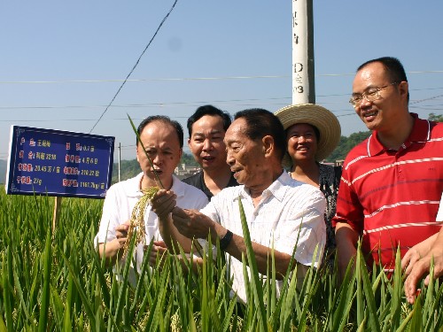 8月21日,袁隆平院士在查看農(nóng)戶王現(xiàn)梅示范種植的超級(jí)雜交稻長勢(shì)。記者在當(dāng)日召開的湖南省超級(jí)雜交稻第三期攻關(guān)和“種三產(chǎn)四”豐產(chǎn)工程現(xiàn)場會(huì)上獲悉,超級(jí)雜交稻高產(chǎn)攻關(guān)取得重大突破,畝產(chǎn)900公斤的目標(biāo)有望下月實(shí)現(xiàn)。 新華社記者馬勇攝