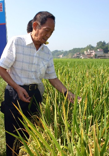 8月21日,袁隆平院士在查看示范田里種植的超級(jí)雜交稻的長勢(shì)。記者在當(dāng)日召開的湖南省超級(jí)雜交稻第三期攻關(guān)和“種三產(chǎn)四”豐產(chǎn)工程現(xiàn)場會(huì)上獲悉,超級(jí)雜交稻高產(chǎn)攻關(guān)取得重大突破,畝產(chǎn)900公斤的目標(biāo)有望下月實(shí)現(xiàn)。 新華社記者馬勇攝