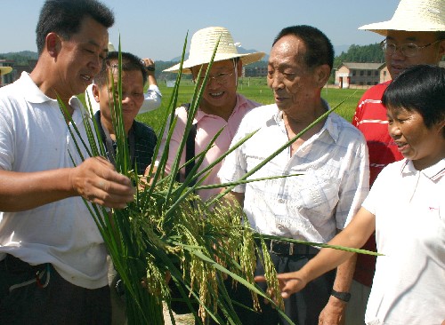 8月21日,袁隆平院士在查看超級(jí)雜交稻單株樣本。新華社記者馬勇攝