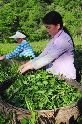 5月10日,甘肅隴南市康縣陽壩鎮(zhèn)茶農在采茶葉。甘肅隴南市既是汶川地震重災區(qū),也是甘肅省貧困程度最深的地區(qū)。近年來,當地政府在適宜茶葉生長的文縣碧口、康縣陽壩等地,積極引導發(fā)展茶葉產業(yè),助大山深處的農民脫貧致富。新華社記者 朱國亮 攝