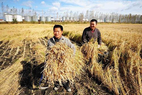 豐收的喜悅 在黑龍江省八五〇農(nóng)場,水稻種植戶在收割水稻(9月26日攝)。 2008年黑龍江省將有望實(shí)現(xiàn)糧食總產(chǎn)達(dá)到400億公斤目標(biāo),并使全省農(nóng)民人均純收入增長7%以上。秋收時(shí)節(jié),在廣柔的黑土地上,農(nóng)民的臉上洋溢著豐收的喜悅。 新華社記者 王建威攝