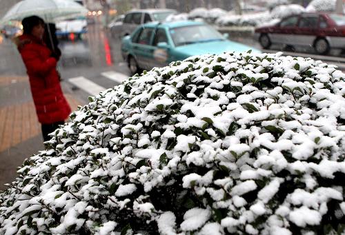 12月15日,行人冒雪走過上海市衡山路。新華社記者 陳飛 攝