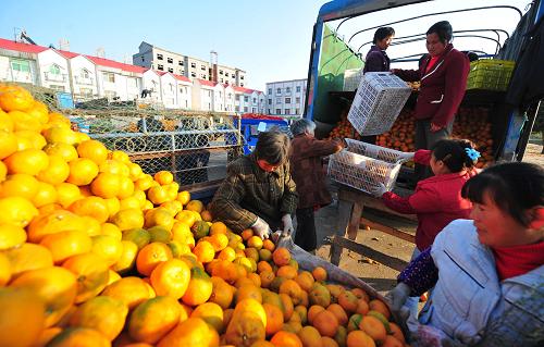 丹江口市習(xí)家店鎮(zhèn)的橘農(nóng)將柑橘裝車外運(yùn)銷售(11月22日攝)。隨著近日天氣轉(zhuǎn)暖,湖北丹江口市采取措施加緊柑橘銷售和儲(chǔ)藏工作。11月8日以來(lái),丹江口市連續(xù)遭遇兩次強(qiáng)降雪侵襲,造成尚掛在樹上的1億多公斤柑橘遭遇雪災(zāi)凍害,約7萬(wàn)橘農(nóng)受災(zāi)。丹江口市今年預(yù)計(jì)柑橘產(chǎn)量3億多公斤,雪災(zāi)前僅銷售約2億公斤。新華社記者 郝同前 攝