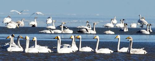 12月5日,天鵝在青海湖湖面上活動(dòng)。冬日時(shí)分,在青海湖鳥島、泉灣等水草豐美的湖岸水域,近5000只天鵝翔集于碧水藍(lán)天之間,給雪域圣湖帶來生機(jī)和靈動(dòng)。近年來,隨著多項(xiàng)生態(tài)保護(hù)工程的實(shí)施,青海湖生態(tài)環(huán)境明顯改善,每年來湖區(qū)棲息越冬的天鵝逐年增多,成為名副其實(shí)的雪域“天鵝湖”。地處青藏高原東北部的青海湖每年吸引至少10萬只候鳥來此棲息繁殖。新華社記者 侯德強(qiáng) 攝