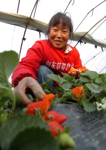 安徽省長(zhǎng)豐縣草莓種植戶在大棚里采摘草莓(2009年12月30日攝)。安徽省2009年8月在長(zhǎng)豐縣啟動(dòng)“信貸+保險(xiǎn)”試點(diǎn)以來(lái),首個(gè)試點(diǎn)產(chǎn)品“草莓種植小額信貸組合保險(xiǎn)”已惠及106個(gè)草莓種植戶的1435畝草莓。據(jù)了解,農(nóng)戶在取得貸款前,投保草莓種植小額信貸組合保險(xiǎn),無(wú)需另行提供抵押物或保證。這種“信貸+保險(xiǎn)”模式,有效緩解長(zhǎng)期困擾農(nóng)民的貸款難問(wèn)題,提高了農(nóng)民抗自然風(fēng)險(xiǎn)能力,受到農(nóng)民歡迎。 新華社記者 劉軍喜 攝