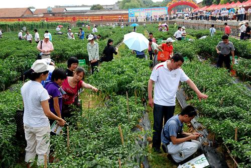 5月22日,人們在辣椒地里“看菜選種”。當(dāng)日,廣西壯族自治區(qū)農(nóng)業(yè)廳等單位在南寧聯(lián)合舉辦2010廣西—東盟蔬菜新品種展示交流會,大陸和臺灣的80多個知名蔬菜種子企業(yè),攜帶800多個新品種參展,吸引了1000多名廣西蔬菜種植大戶、銷售經(jīng)紀人及東盟國家蔬菜經(jīng)貿(mào)企業(yè)客商參會。新華社發(fā) (喻湘泉 攝)