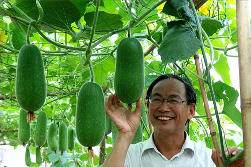 5月22日,一名農(nóng)業(yè)專家在冬瓜棚“看菜選種”。新華社發(fā) (喻湘泉 攝)