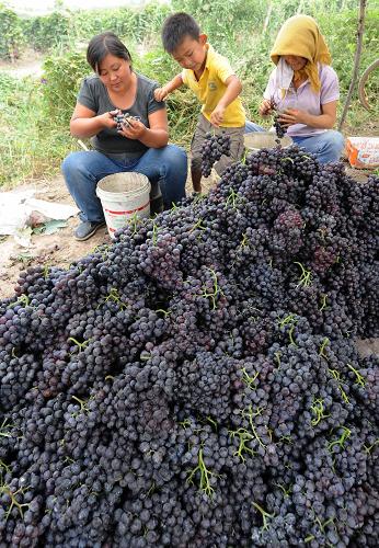 9月5日,已搬住進(jìn)城鎮(zhèn)化樓房的華明鎮(zhèn)村民在復(fù)墾后的葡萄園里整理收獲的葡萄。新華社記者 劉海峰 攝