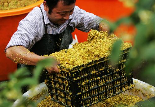 10月9日,杭州滿覺隴路一家“糖桂花”作坊的師傅對鮮桂花進行腌制加工。新華社發(fā)