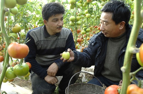 1月3日,在新疆庫車縣烏恰鎮(zhèn)農(nóng)民買買提·艾木都拉家的大棚內(nèi),技術(shù)員朱文慶(右)在向買買提·艾木都拉講解病蟲害防治知識。
