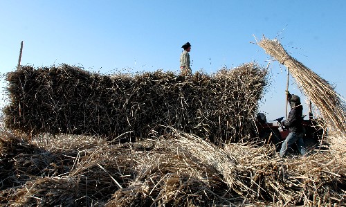 1月7日,來(lái)自甘肅平?jīng)龅霓r(nóng)民工在寧夏銀川市寶湖收割蘆葦。 近日,寧夏銀川市各濕地區(qū)域的蘆葦開(kāi)始收割。經(jīng)過(guò)對(duì)濕地的保護(hù)和合理開(kāi)發(fā),目前銀川市濕地面積已達(dá)4.7萬(wàn)多公頃,自然湖泊近200個(gè)。