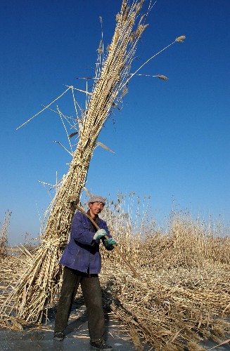 1月7日,來(lái)自甘肅平?jīng)龅霓r(nóng)民工在寧夏銀川市寶湖收割蘆葦。近日,寧夏銀川市各濕地區(qū)域的蘆葦開(kāi)始收割。經(jīng)過(guò)對(duì)濕地的保護(hù)和合理開(kāi)發(fā),目前銀川市濕地面積已達(dá)4.7萬(wàn)多公頃,自然湖泊近200個(gè)。