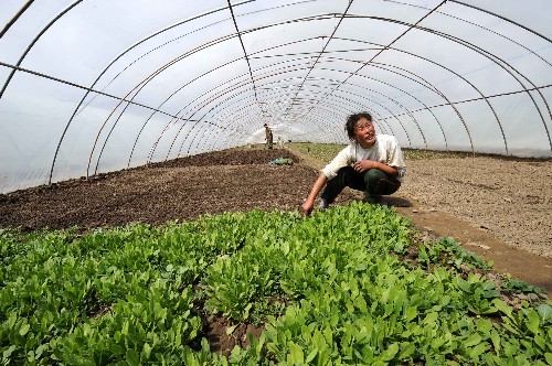 3月22日,來自重慶的菜農(nóng)薛容在拉薩市郊的溫室大棚里工作。據(jù)了解,拉薩市現(xiàn)有蔬菜種植面積8000余畝,未來3個月內(nèi),將有4.8萬噸蔬菜供應(yīng)市場,完全可以滿足消費者需求。