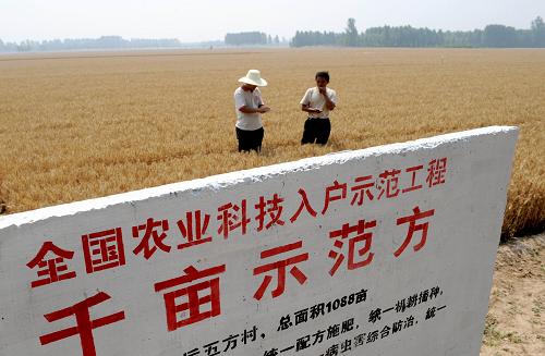 這是河南省滑縣科技示范田(資料照片)。 新華社記者 朱祥 攝