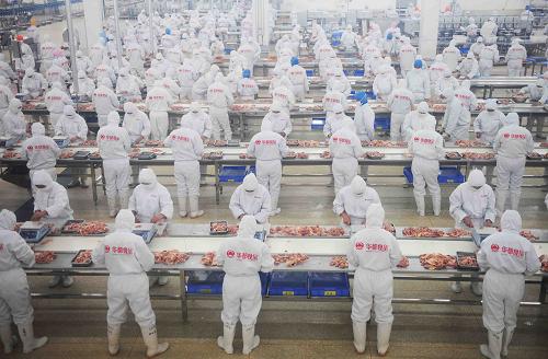 10月20日,河北灤平華都食品有限公司工人在加工生雞。當(dāng)日,河北灤平華都食品有限公司肉雞產(chǎn)業(yè)化項目在國家級貧困縣河北灤平縣正式投產(chǎn)。該項目被國務(wù)院扶貧辦和國家開發(fā)銀行作為國家產(chǎn)業(yè)化扶貧重點項目予以扶持,由北京華都集團公司等企業(yè)聯(lián)合投資5.6億元建成。項目投產(chǎn)后每年將向市場提供雞肉7萬噸,加工飼料20萬噸,可提供9100個農(nóng)民就業(yè)崗位,還可分別增加農(nóng)民收入和農(nóng)業(yè)產(chǎn)值9660萬元和8.5億元。