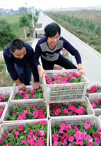 10月21日,南京江寧區(qū)上峰社區(qū)花農(nóng)生產(chǎn)的花卉正在鄉(xiāng)村公路邊裝車,準備外運。改革開放以來,江蘇省大力開展農(nóng)村公路建設(shè),幫助農(nóng)民加快奔小康的步伐。目前,全省農(nóng)村公路總里程已超過12萬公里,其中,近5年多來建成農(nóng)村公路近7萬公里,累計投入資金377億多元,在全國各省份中率先實現(xiàn)了以等級公路連通所有鄉(xiāng)鎮(zhèn)、行政村,并在農(nóng)村公路“村村通”的基礎(chǔ)上實現(xiàn)了客運班車同步通達。四通八達的公路網(wǎng)帶動了農(nóng)村經(jīng)濟和公共事業(yè)的發(fā)展,大幅提升了農(nóng)民的生活質(zhì)量,數(shù)千萬農(nóng)村群眾從中直接受益。目前,江蘇省正加快城鄉(xiāng)交通基礎(chǔ)設(shè)施的“無縫對接”,促進城鄉(xiāng)交通一體化發(fā)展。