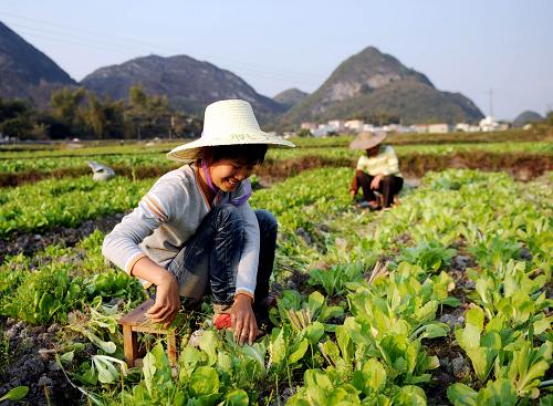2月24日,廣西河池市郊區(qū)青年農(nóng)民在蔬菜田間除草。2008年底以來,廣西河池市郊區(qū)大部分返鄉(xiāng)民工轉變觀念,同當?shù)夭宿r(nóng)一起利用近郊地緣優(yōu)勢發(fā)展蔬菜和水稻間隔種植,力爭今年實現(xiàn)錢糧雙增。目前,他們種植的蔬菜除了供應當?shù)剞r(nóng)貿(mào)市場外,還遠銷南寧、柳州及廣州等地,產(chǎn)品供不應求。