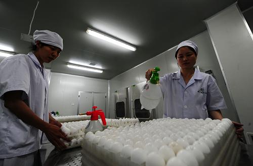 6月11日,大連雅立峰生物制藥有限公司工作人員用75%濃度的酒精對挑選出的雞蛋胚胎進行消毒處理。6月8日,大連雅立峰生物制藥有限公司從英國生物標準和控制研究所(NBSC)進口了甲型H1N1型流感毒株。目前,該公司正進行甲型H1N1型流感病毒毒株傳代的研發(fā)工作。只要達到一定的病毒滴度,就可以進行下一步的批量接種工作。該公司預(yù)計,如果順利的話,最快可以在7月底前生產(chǎn)出第一批疫苗。據(jù)了解,由于流感病毒對雞蛋內(nèi)的環(huán)境最為敏感,疫苗的生產(chǎn)是通過將病毒接種在雞胚中,之后把病毒表面的抗原提取出來,然后接種到人體,刺激機體產(chǎn)生抗體。