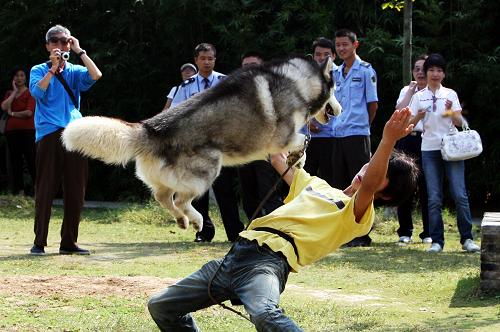 10月6日,一位蘇州市民帶著愛犬在蘇州吳中區(qū)旺山村參加寵物運動會。新華社發(fā)(濮建明 攝)
