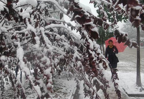 安徽大部普降大雪 已發(fā)布暴雪橙色預(yù)警 11月16日,合肥街道旁的樹木的枝條被積雪“壓彎了腰”。 受冷空氣影響,從11月15日晚上開始,安徽大部分地區(qū)普降大雪,局部地區(qū)出現(xiàn)暴雪。安徽省氣象臺已于16日6時發(fā)布暴雪橙色預(yù)警。 新華社記者 李健 攝
