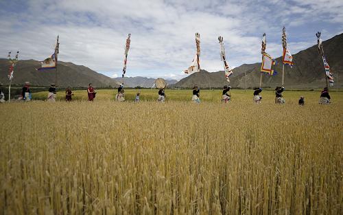 8月3日,西藏山南地區(qū)乃東縣亞堆鄉(xiāng)農(nóng)民盛裝舉行“望果節(jié)”儀式。當(dāng)日,西藏山南地區(qū)乃東縣亞堆鄉(xiāng)農(nóng)民身著盛裝,歡慶一年一度的“望果節(jié)”,祈禱五谷豐登。 在藏語(yǔ)里,“望”意為田頭,“果”意為轉(zhuǎn)圈。望果節(jié),就是繞田地轉(zhuǎn)圈、祈求豐收的節(jié)日。 如今的“望果節(jié)”已從宗教儀式為主的傳統(tǒng)農(nóng)耕文化節(jié)日演變?yōu)橐再愸R、歌舞、文藝、體育、商貿(mào)于一體的節(jié)日,極大地豐富了藏族農(nóng)民的物質(zhì)文化生活。