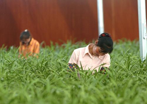 在寧夏隆德縣一家花卉果蔬示范園區(qū)的智能溫室里,農(nóng)民在修剪大花蕙蘭(7月30日攝)。據(jù)寧夏回族自治區(qū)農(nóng)牧廳公布數(shù)據(jù)顯示,今年上半年設施農(nóng)業(yè)帶動農(nóng)民人均現(xiàn)金收入達到2801.3萬元,同比增加350.97元,增長14.3%。設施農(nóng)業(yè)已成為寧夏農(nóng)民增收的主要途徑。