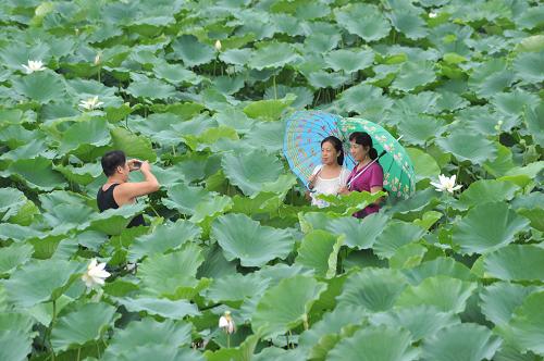 8月5日,游客在山西新絳縣白村綠海蓮菜專業(yè)合作社蓮菜基地里合影。近年來,新絳縣政府和農(nóng)村信用社將發(fā)展“一村一品”作為科學興農(nóng)富民增收舉措之一,因地制宜對無公害低碳蔬菜、林果、畜牧、藥材等品牌產(chǎn)業(yè)進行重點扶持。新絳縣白村利用現(xiàn)有資源,采用新技術開發(fā)了180畝節(jié)水蓮菜基地,并采用無公害標準進行管理,使當?shù)剞r(nóng)民實現(xiàn)增收。