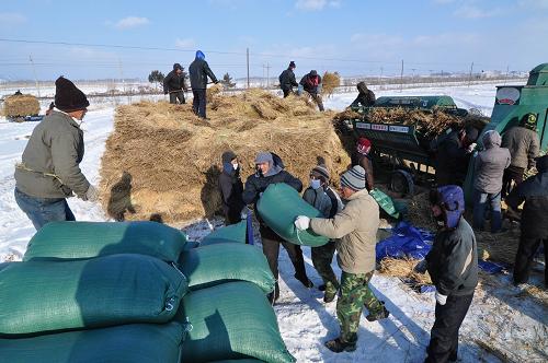 11月19日,黑龍江林口縣龍爪鎮(zhèn)龍爪村農(nóng)民在雪地里給水稻脫粒,裝袋運(yùn)輸。受近期黑龍江省東部大范圍降雪降溫影響,黑龍江省林口縣遭受罕見的暴雪襲擊,導(dǎo)致當(dāng)?shù)?2個(gè)鄉(xiāng)鎮(zhèn)不同程度受災(zāi),其中龍爪鎮(zhèn)約30%的水稻和玉米等糧食作物被大雪覆蓋。目前,當(dāng)?shù)卣M織清雪,打通運(yùn)輸通道,農(nóng)民利用放晴的天氣搶運(yùn)糧食,減少災(zāi)害帶來的損失。新華社發(fā)(張春祥 攝)