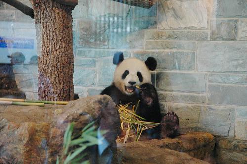 12月13日,大熊貓“網(wǎng)網(wǎng)”在澳大利亞阿德萊德動物園專門修建的熊貓館“竹林苑”內(nèi)啃食竹子。當(dāng)日,阿德萊德動物園為大熊貓“網(wǎng)網(wǎng)”和“福妮”舉行歡迎儀式。在儀式現(xiàn)場,澳大利亞總督昆廷·布賴斯和中國駐澳大利亞大使章均賽共同為阿德萊德動物園熊貓館“竹林苑”揭牌。新華社記者 曹揚(yáng) 攝