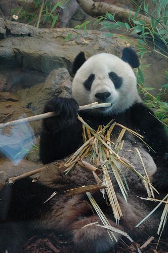 12月13日,大熊貓“福妮”在澳大利亞阿德萊德動物園專門修建的熊貓館“竹林苑”內(nèi)啃食竹子。新華社記者 曹揚(yáng) 攝