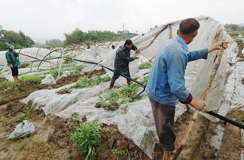 5月7日,重慶市梁平縣回龍鎮(zhèn)八一村,村民正在修補(bǔ)西瓜大 新華社記者 陳誠(chéng) 攝