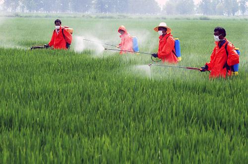 8月17日,在江西九江瑞昌市賽湖農(nóng)場(chǎng),農(nóng)民在一季晚稻田間打藥。眼下正值秋糧生長(zhǎng)發(fā)育和產(chǎn)量形成的關(guān)鍵時(shí)期,針對(duì)日趨嚴(yán)峻的病蟲(chóng)害發(fā)生態(tài)勢(shì),江西各地全面開(kāi)展中晚稻病蟲(chóng)防控工作,同時(shí)加強(qiáng)田間管理,確保全年糧食穩(wěn)產(chǎn)豐收。新華社發(fā)(胡國(guó)林 攝)