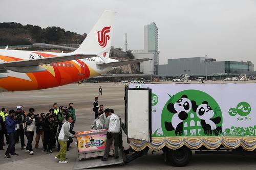12月18日,中央政府贈(zèng)送澳門特別行政區(qū)的兩只大熊貓“開開”“心心”乘專機(jī)抵達(dá)澳門國(guó)際機(jī)場(chǎng),隨后被送往澳門路環(huán)石排灣郊野公園大熊貓館。這是大熊貓“開開”被推送上澳門特區(qū)政府民政總署專設(shè)的卡車。新華社記者 張金加 攝