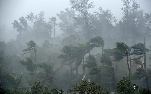 臺風(fēng)“黑格比”登陸廣東 湛江風(fēng)雨交加 9月24日晨,廣東湛江霞山區(qū)海濱的椰子樹在狂風(fēng)暴雨中搖擺。 今年第14號強臺風(fēng)“黑格比”24日6時45分在廣東省電白縣陳村鎮(zhèn)沿海登陸。受其影響,湛江地區(qū)普降暴雨,并伴有大風(fēng)。 新華社記者 劉大偉 攝