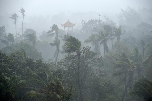 9月24日晨,廣東湛江霞山區(qū)海濱的椰子樹在狂風(fēng)暴雨中搖擺。 今年第14號強臺風(fēng)“黑格比”24日6時45分在廣東省電白縣陳村鎮(zhèn)沿海登陸。受其影響,湛江地區(qū)普降暴雨,并伴有大風(fēng)。 新華社記者 劉大偉 攝