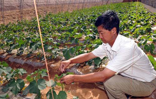7月2日,寧夏中衛(wèi)市科技局技術(shù)員侯正仁在沙漠日光溫棚里查看蔬菜苗長(zhǎng)勢(shì)情況。 寧夏中衛(wèi)市科技工作者經(jīng)過(guò)艱辛努力,在騰格里沙漠邊緣的建設(shè)日光溫棚進(jìn)行示范種植喜獲成功。目前,中衛(wèi)市政府經(jīng)過(guò)科學(xué)論證,選擇具有深層地下水的沙漠區(qū)域建設(shè)沙漠日光溫棚3000畝。當(dāng)?shù)剞r(nóng)民承包種植蔬菜每畝每茬可收入1萬(wàn)元。 新華社記者 劉泉龍 攝