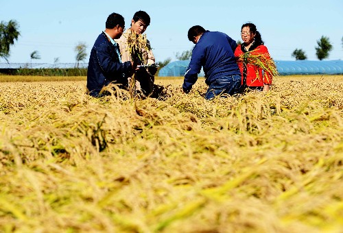 在黑龍江省八五六農(nóng)場,技術(shù)人員在對一水稻地塊進行測產(chǎn)前準備(9月24日攝)。我國最大的商品糧基地黑龍江省近期提出,要在2012年使全省糧食總產(chǎn)登上1000億斤新臺階,糧食商品量達到800億斤。按照《國家糧食安全中長期規(guī)劃綱要》提出的到2010年我國糧食綜合生產(chǎn)能力穩(wěn)定在1萬億斤以上目標,這意味著到2012年,“北大倉”將提供全國十分之一左右的糧食產(chǎn)量。新華社記者 王建威 攝