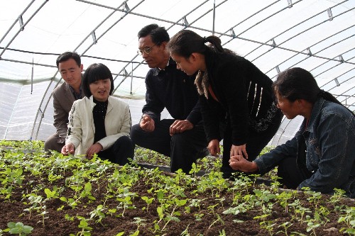 10月27日,在山東省樂陵市某馬鈴薯產(chǎn)業(yè)集團(tuán),農(nóng)業(yè)技術(shù)人員(左二)為來自河北省鹽山縣貫莊村的農(nóng)民講解脫毒新品種馬鈴薯種植技術(shù)。新華社發(fā)(傅新春 攝)