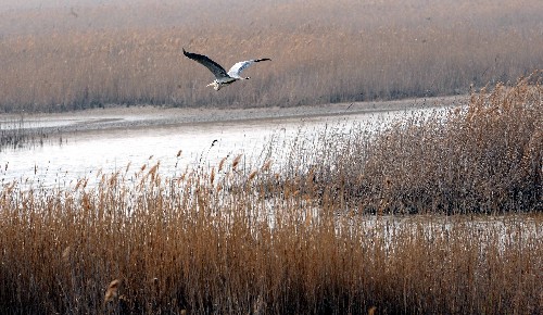 12月2日,鳥兒在黃河三角洲濕地上飛翔,黃河三角洲的蘆葦面積已增加到4萬多公頃,生態(tài)效益明顯。近年來,黃河三角洲自然保護區(qū)所在的山東省東營市對黃河口濕地生態(tài)采取了一系列保護和治理措施,不斷開展鳥類科研與監(jiān)測工作,加之國家對黃河實施科學調(diào)水,黃河三角洲濕地生態(tài)環(huán)境得到明顯改善,保護區(qū)的鳥類日益豐富。據(jù)統(tǒng)計,黃河口濕地的鳥類種類已從187種增加到283種,每年來這里的候鳥約達400萬只。新華社記者 范長國 攝