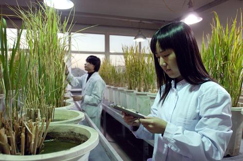 吉林省農科院的科研人員正在檢查培育新品種的情況(2008年12月15日攝)。隨著《吉林省增產百億斤商品糧能力建設總體規(guī)劃》在國務院會議通過,吉林省加大農業(yè)基礎設施投入力度,建設了哈達山水利樞紐工程、引嫩(江)入白(城)和大安灌區(qū)工程,又適逢氣候條件有利,2008年全省糧食總產達到285億公斤,突破歷史最高水平。在豐收的背后科技力量的支撐功不可沒,吉林省農業(yè)科研機構加強“糧食豐產科技工程”等高效實用技術的集成研究與示范,加大重大農業(yè)應用技術的推廣,并以“專家小分隊”“科技特派員”和“科技巡回報告團”等形式,利用“網(wǎng)上農博會”等網(wǎng)上交流平臺向農民傳授最新的科技信息。同時,有關機構開通12316農業(yè)專家熱線,接聽解答農民提出的科技種糧方面的問題,加大了對測土配方施肥、生物防螟、農田統(tǒng)一滅鼠和等離子種子處理、機械化玉米寬窄行耕作技術等重大農業(yè)技術的推廣力度。這一切措施為吉林省的糧食增收提供了強大的科技保障。新華社記者 邵守志 攝