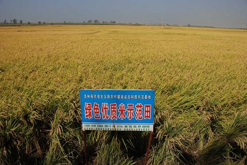 這是吉林省農科院培育的水稻新品種(2008年9月11日攝)新華社發(fā)