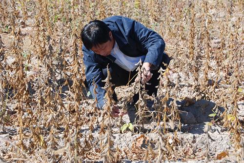 一位專家正在測量大豆的長勢。(2008年9月23日攝)。新華社發(fā)