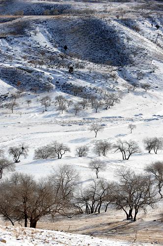 12月21日,內(nèi)蒙古克什克騰旗境內(nèi)渾善達(dá)克沙地中白雪覆蓋的疏林草原,一派北國(guó)冬日風(fēng)光。新華社記者 張領(lǐng) 攝