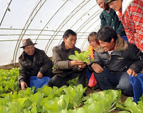 2月7日,拉薩市堆龍德慶縣的農(nóng)業(yè)技術(shù)員洛次(左二)向農(nóng)民傳授蔬菜種植管理方法。西藏拉薩市科技局、勞動(dòng)局等部門(mén)利用冬季農(nóng)閑時(shí)間,對(duì)農(nóng)牧民進(jìn)行培訓(xùn),內(nèi)容包括蔬菜、瓜果及其它農(nóng)作物、飼草料的種植,藏餐、中餐等烹飪技術(shù)培訓(xùn)等,使更多農(nóng)民掌握增加收入的技能。新華社記者 索朗羅布 攝
