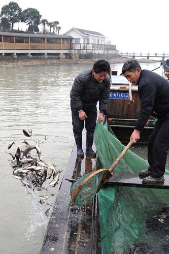 2月18日,漁民在向太湖放流魚苗。新華社記者 陳琪 攝