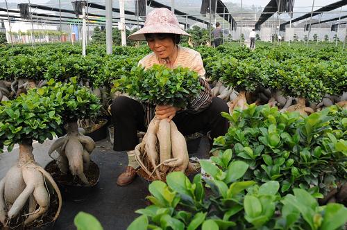 3月20日,漳浦臺(tái)灣農(nóng)民創(chuàng)業(yè)園的臺(tái)資農(nóng)業(yè)企業(yè)——星運(yùn)園藝工人在包裝榕樹(shù)盆景。新華社記者 來(lái)建強(qiáng) 攝