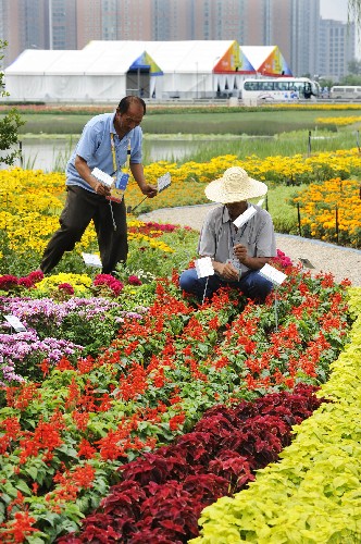 7月30日,花卉養(yǎng)護(hù)員在為“奧運(yùn)花卉”插上名牌。新華社記者 李紫恒 攝