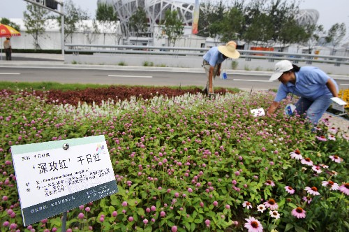 7月30日,花卉養(yǎng)護(hù)員在為“奧運(yùn)花卉”插上名牌。新華社記者 李紫恒 攝